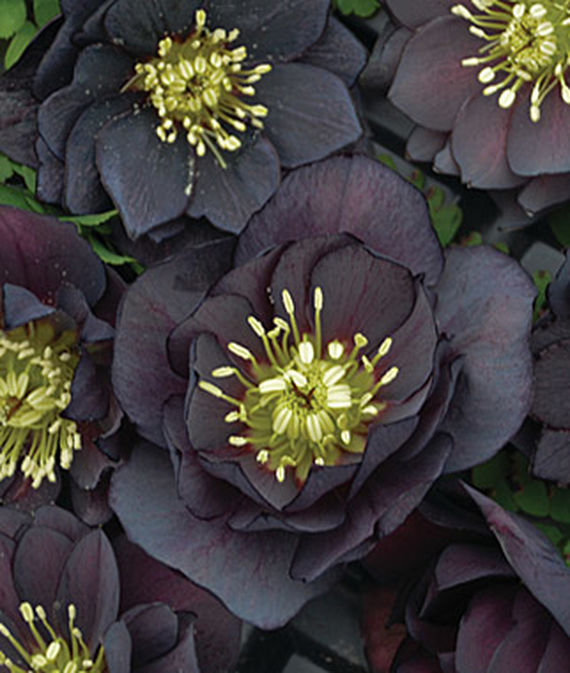 Helleborus, Wedding Party Dark and Handsome